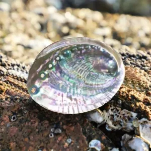 Iridescent abalone shell on rocks